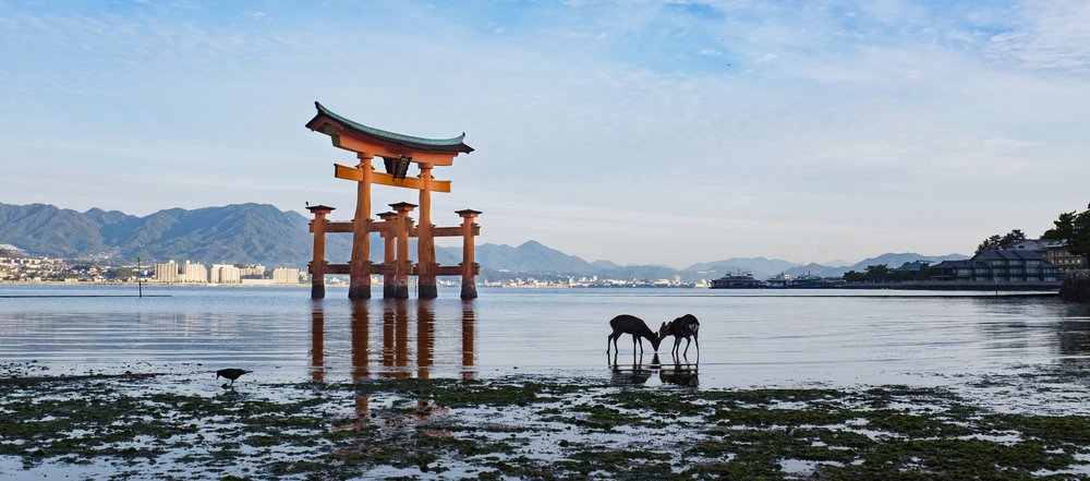 Cuddling Deer in Miyajima